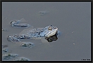 Heikikker, Moorfrog, Rana arvalis Location: Twente, the Netherlands heikikker MG 5638 kopie